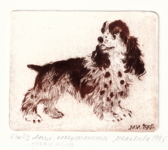 English Cocker Spaniel, 1995 (drypoint)