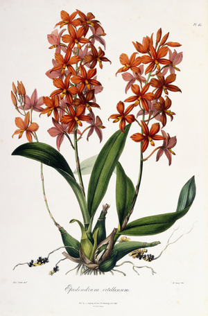 Epidendrum Vitellinum, c.1837-41 (hand-coloured lithograph)