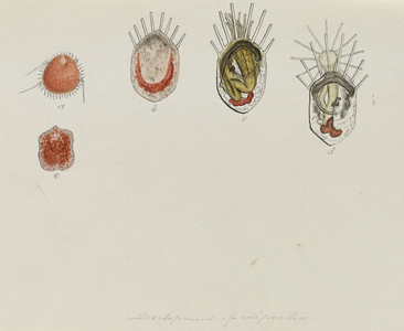 Development Of Lepralia: Bryozoan (w/c & ink on paper)