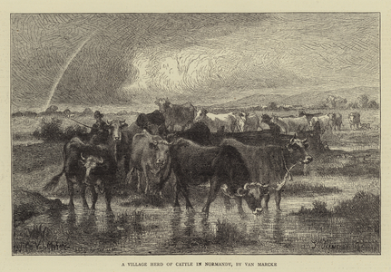 A Village Herd of Cattle in Normandy (engraving)