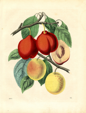 Nectarines and Apricots (hand-coloured litho)