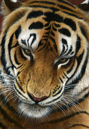 Before the Storm - tiger, acrylic on board, 2016