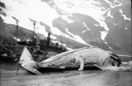 1930s: Whaling in South Georgia 70 FPTS Blaahval during work on plan Leith Harbor in South Georgia …, 1935 (photo)