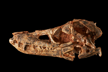 Junggarsuchus sloani, a sphenosuchian from the Middle Jurassic period.