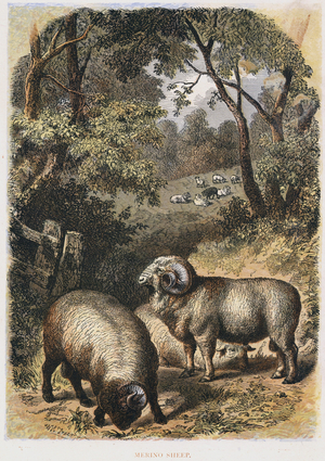 Merino sheep: variety noted for its wool. Much favoured in Australia Hand-tinted engraving published London c1860. Engraving.