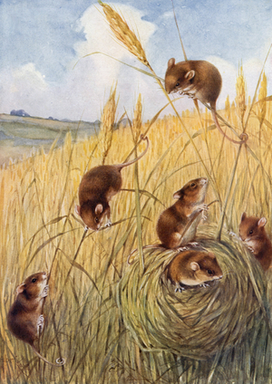 Field mice (colour litho)