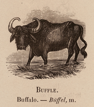 Le Vocabulaire Illustre: Buffle; Buffalo; Buffel (engraving)