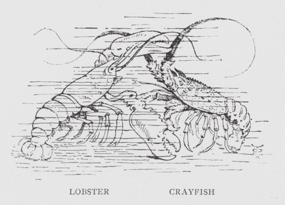 Lobster; Crayfish (litho)