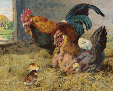 Cockerel, hen and chicks in a barn (colour litho)
