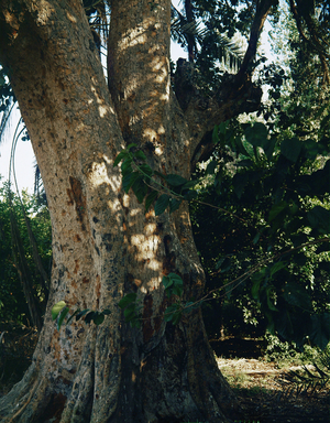 Sycomore tree, Oasis, Jericho, Palestine (photo)