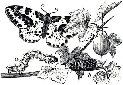 Engraving depicting the life cycle of a Nyctemera annulata (magpie moth), a moth of the family Eredidae, 20th century