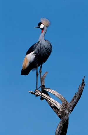 Crested crane in a dry wood stamp (photo)