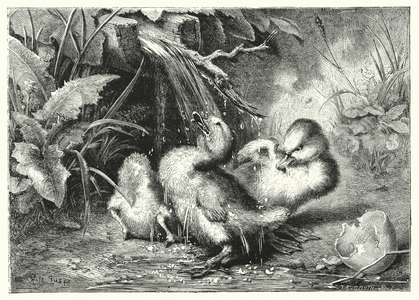 Young ducks (engraving)