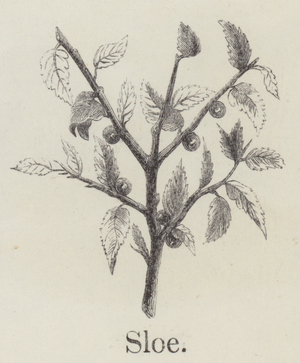 Sloe (engraving)