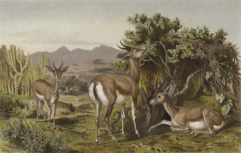 Gazelle (chromolitho)
