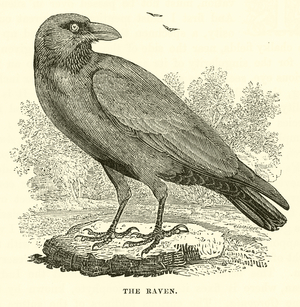 The Raven (engraving)