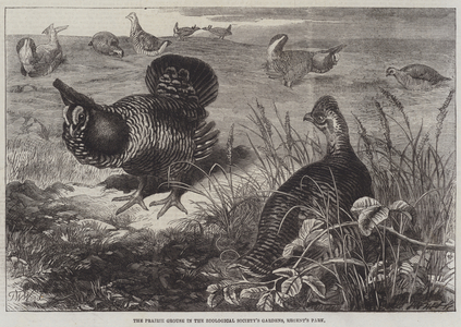 The Prairie Grouse in the Zoological Society's Gardens, Regent's Park (engraving)