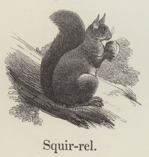 Squirrel (engraving)