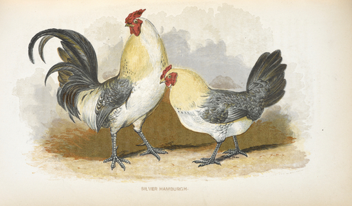 Silver Hamburgh