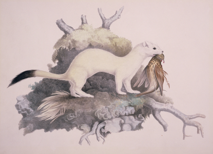 Mustela erminea, Ermine, plate 209 from the Collection of Watercolour Drawings of British Vertebrates, 1830-41 (w/c on paper)
