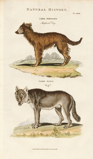 Shepherd's Dog and Wolf, 1813 (engraving)