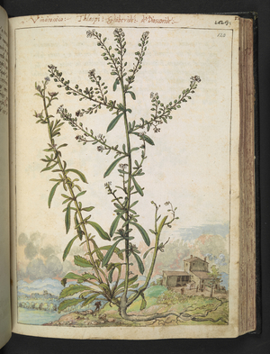 Thlaspi'.
Thlaspi, pennycress is a genus of herbs.