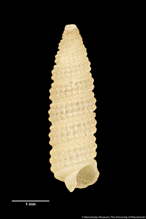 Cerithiopsis aurantiaca, 1896 (shell)