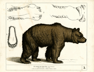 Brown Bear with Anatomical Details, 1858 (lithography)