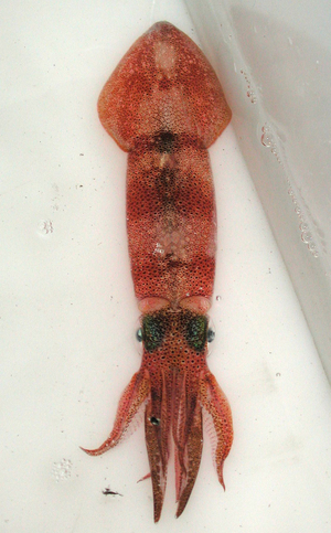 Arrow squid