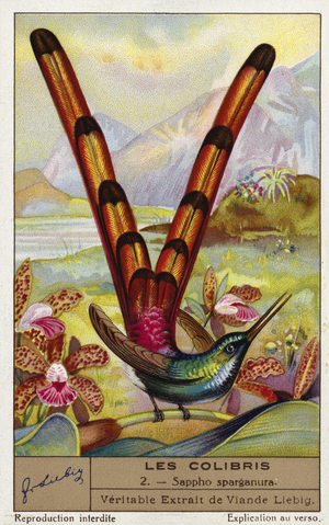 Red-tailed comet (Sappho sparganurus) (chromolitho)