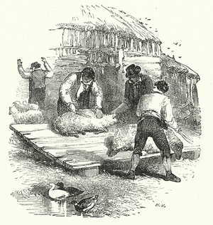 Sheep shearing (engraving)