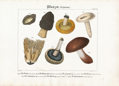 Edible and Poisonous Mushrooms, 1821 (lithography)