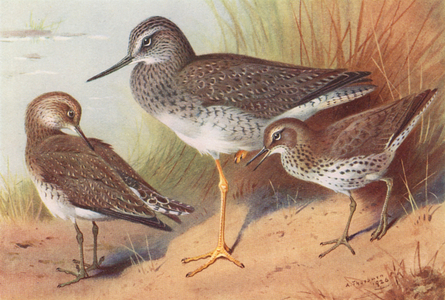 Greater Yellowshank, Solitary Sandpiper, Spotted Sandpiper (colour litho)