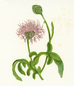 Greater Knapweed, Centaurea Scabiosa (colour litho)