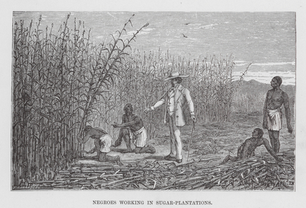Negroes working in Sugar-Plantations (engraving)