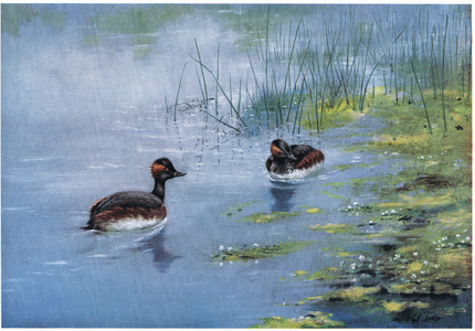 Black Necked Grebe (litho)