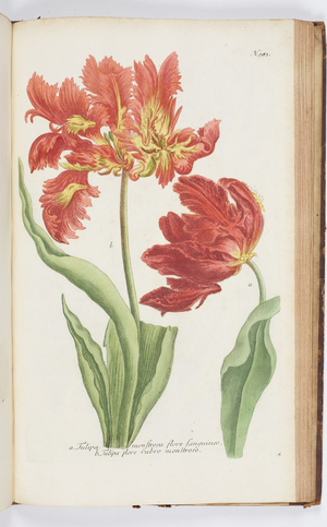 Tulipa, 1737 (engraving)