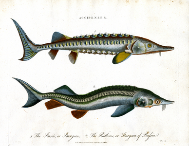 Accipenser: Sturgeon Species, 1810 (print)