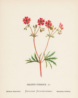 Wild Flowers of the Holy Land: Geranium Tuberosum; Bulbous Craw'sbill (coloured engraving)