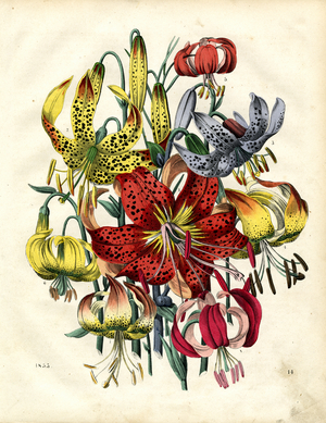 Various lily species in vibrant colors (hand-coloured litho)