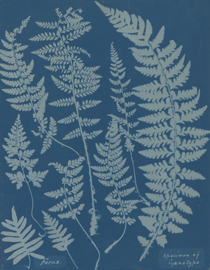 Ferns. Specimen of Cyanotype,1840s (photo)
