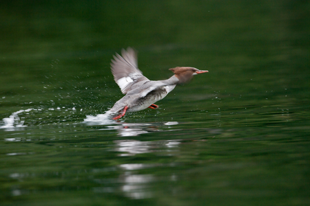 Goosander taking off, Rudyerd Bay, South East Alaska (photo)
