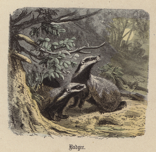 Badger (coloured engraving)