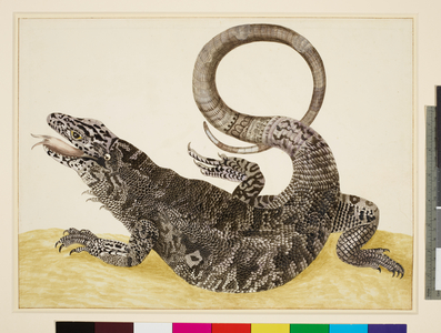 Golden Tegu lizard (watercolour on vellum), 1710- 1705-10)