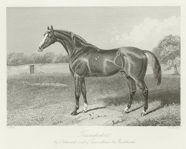 Trumpeter, foaled 1856 (b/w photo)