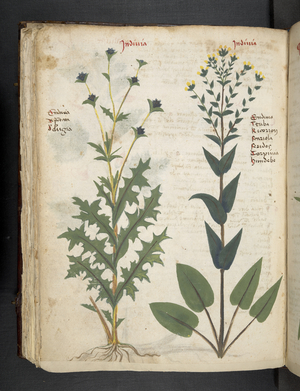 Add MS 41623 'A herbal', Belluno (ink & colour on vellum)
