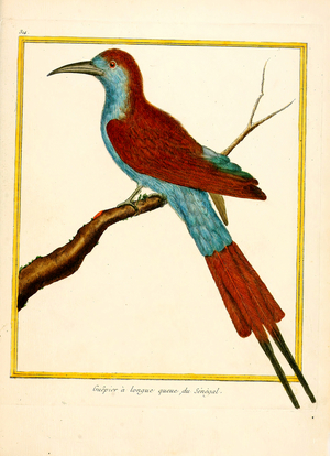 Long-tailed Bee-eater from Senegal (print)
