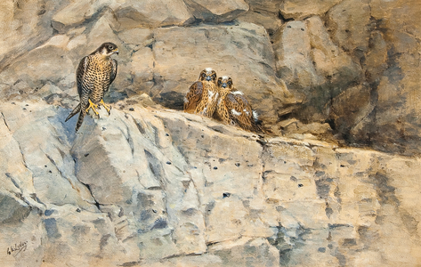 Peregrine with her eyasses