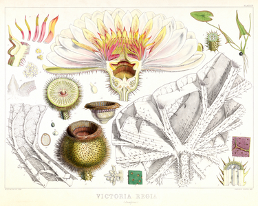Giant Amazonian waterlily, 1851 (Plate)