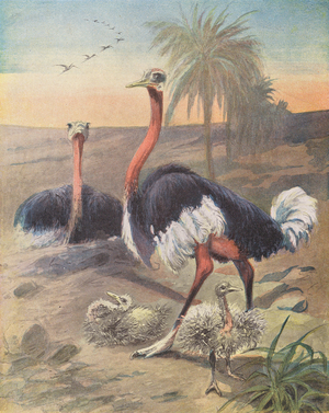 Family of ostriches (colour litho)